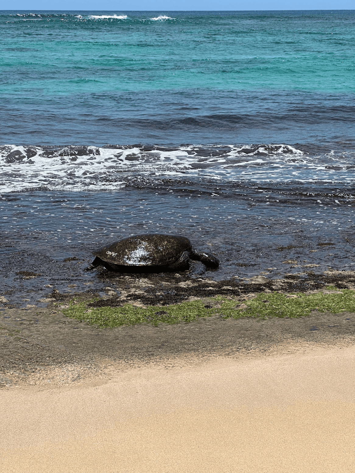 Laniakea Beach sea turtle