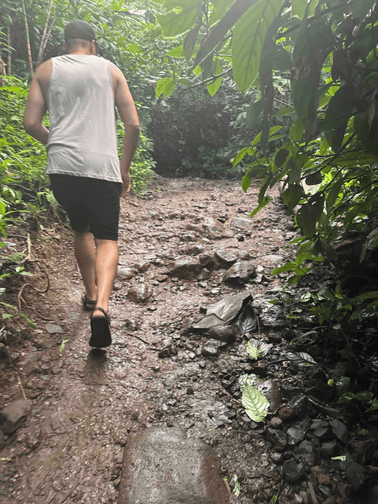 man hiking up manoa falls trail when it's muddy