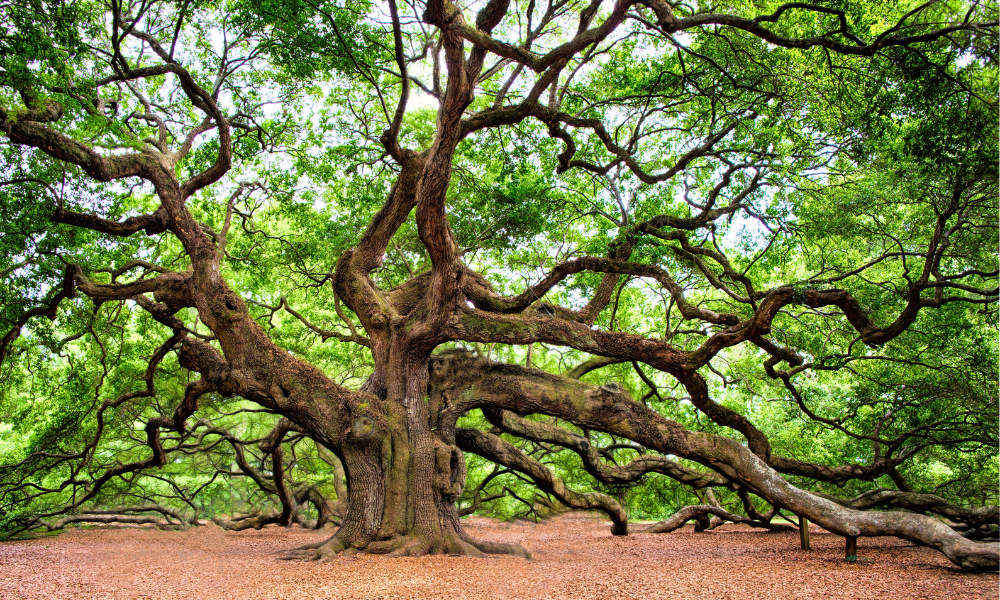 Angel Oak tree
