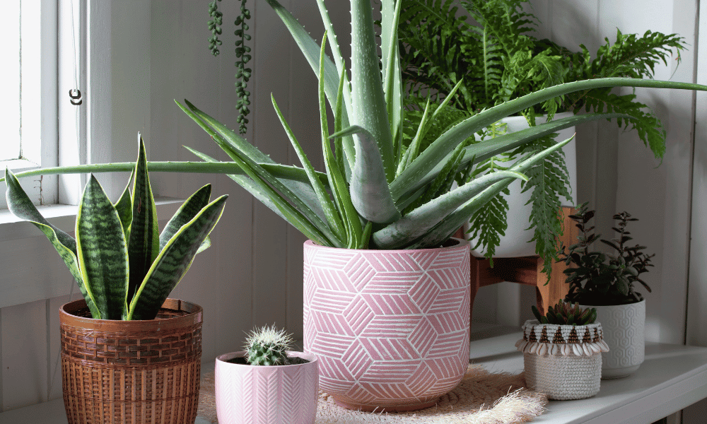 plant exchange