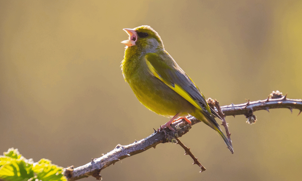 bird singing