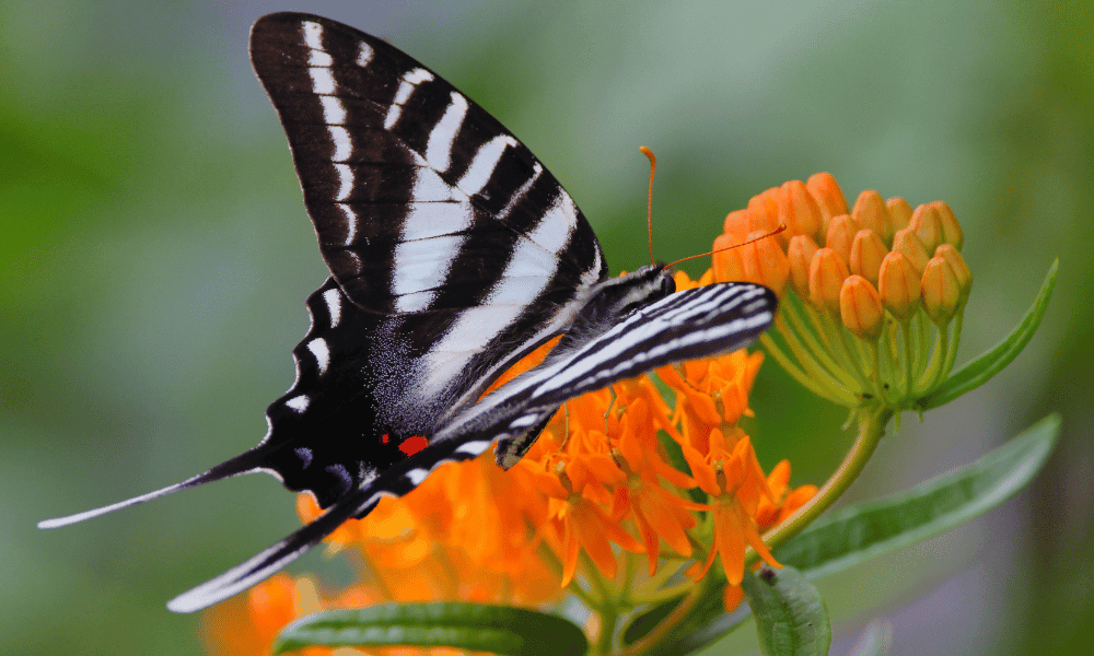 butterfly weed