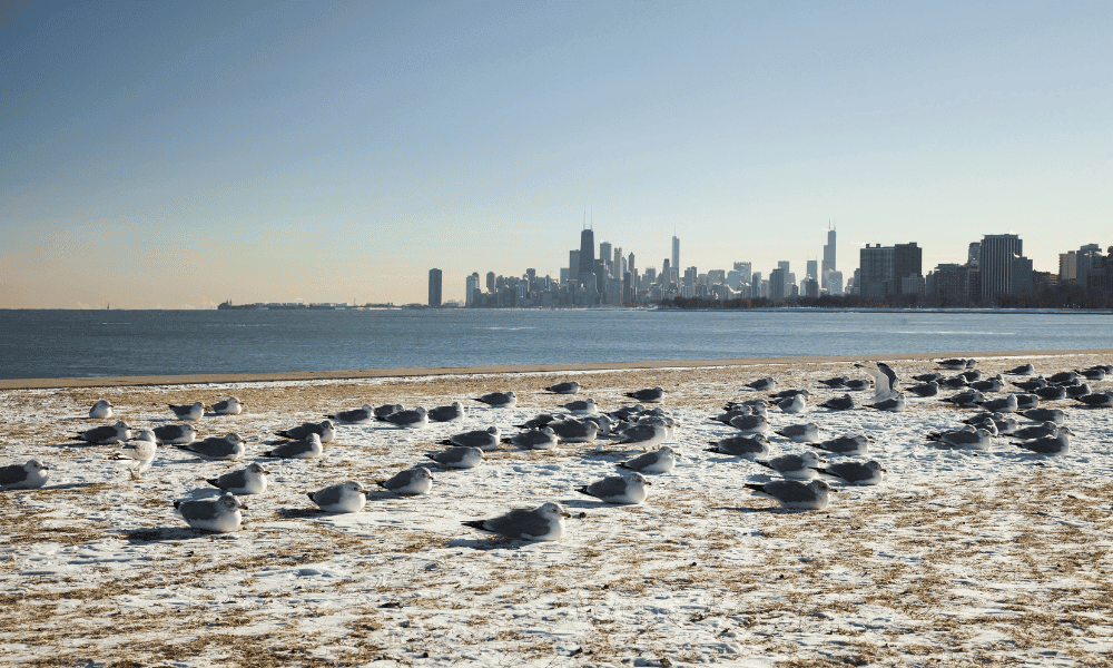 Chicago winter