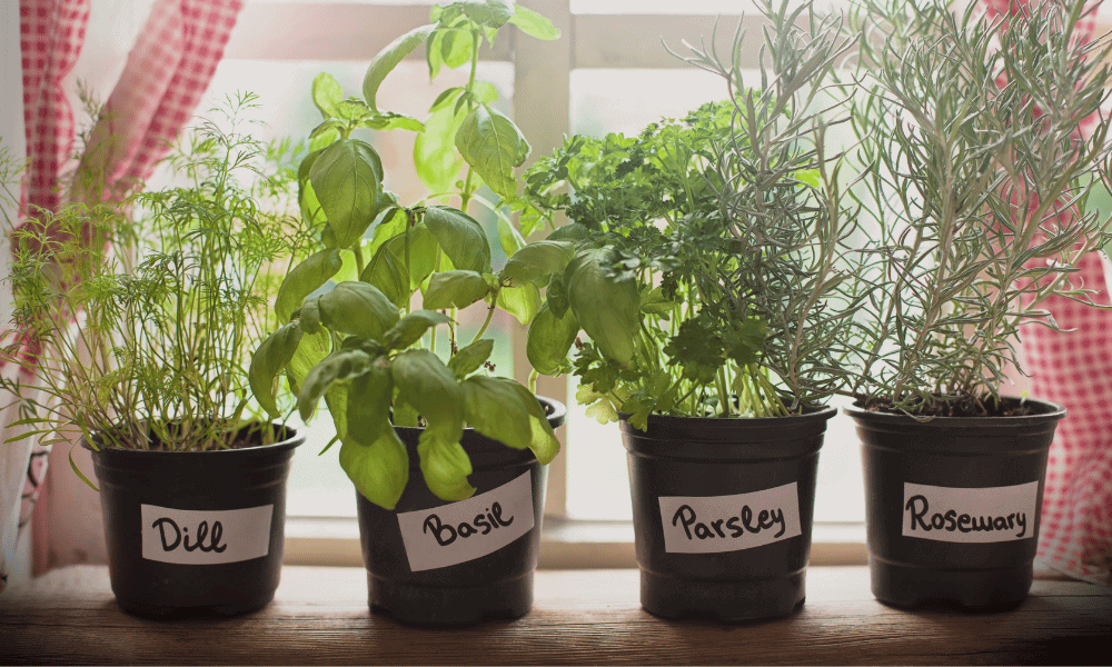 herb garden